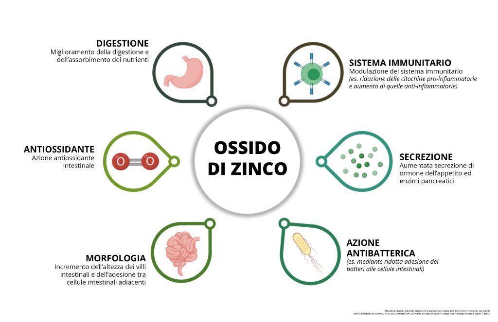 meccanismi d'azione ossido di zinco suini