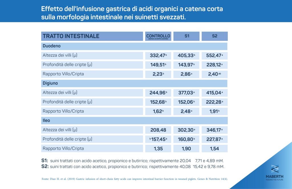 Effetto dell'infusione gastrica di acidi organici a catena corta sulla morfologia intestinale nei suinetti svezzati